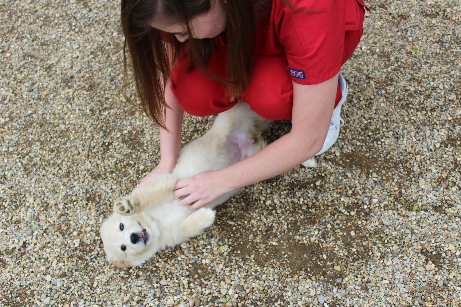 Person rubbing puppy belly