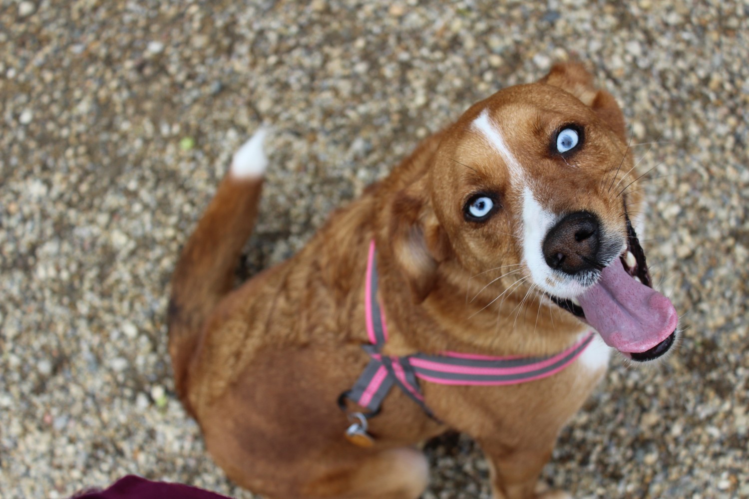 Blue Eyed Dog